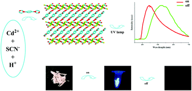 Graphical abstract: Bisimidazole-based phosphorescent thiocyanatocadmates