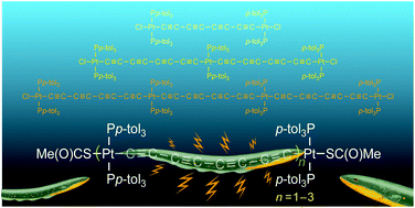 Graphical abstract: Wire like diplatinum, triplatinum, and tetraplatinum complexes featuring X[PtC [[triple bond, length as m-dash]] CC [[triple bond, length as m-dash]] CC [[triple bond, length as m-dash]] CC [[triple bond, length as m-dash]] C]mPtX segments; iterative syntheses and functionalization for measurements of single molecule properties