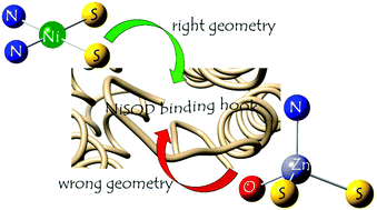 Graphical abstract: The ability of the NiSOD binding loop to chelate zinc(ii): the role of the terminal amino group in the enzymatic functions