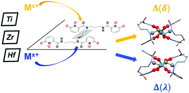 Graphical abstract: Inducing selectivity and chirality in group IV metal coordination with high-denticity hydroxypyridinones