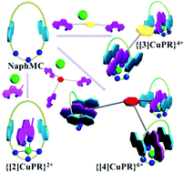 Graphical abstract: Cu(ii) templated formation of [n]pseudorotaxanes (n = 2, 3, 4) using a tris-amino ether macrocyclic wheel and multidentate axles