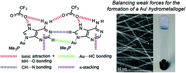 Graphical abstract: Balancing ionic and H-bonding interactions for the formation of Au(i) hydrometallogels