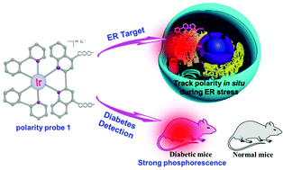 Graphical abstract: A phosphorescent iridium probe for sensing polarity in the endoplasmic reticulum and in vivo