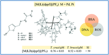 Graphical abstract: New heterobimetallic ferrocenyl derivatives are promising antitrypanosomal agents