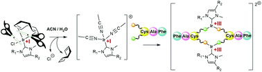 Graphical abstract: On the interaction of N-heterocyclic carbene Ir+I complexes with His and Cys containing peptides