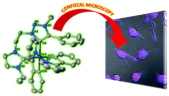 Graphical abstract: Luminescent iridium(iii) complexes of N-heterocyclic carbene ligands prepared using the ‘click reaction’