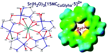 Graphical abstract: The first water-soluble polynuclear metallamacrocyclic Sr(ii)–Cu(ii) complex based on simple glycinehydroximate ligands