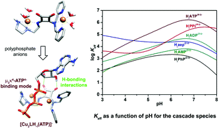 Graphical abstract: Phosphate and polyphosphate anion recognition by a dinuclear copper(ii) complex of an unsymmetrical squaramide