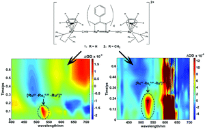Graphical abstract: The MMCT excited state of a localized mixed valence cyanido-bridged RuII–RuIII,III2–RuII complex
