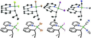 Graphical abstract: Expansion of the scope of alkylboryl-bridged N → B-ladder boranes: new substituents and alternative substrates