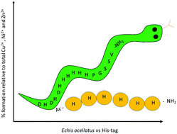 Graphical abstract: Uncapping the N-terminus of a ubiquitous His-tag peptide enhances its Cu2+ binding affinity