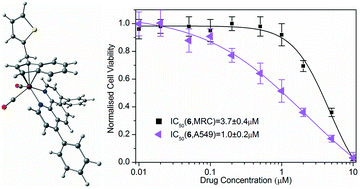 Graphical abstract: Enhanced cytotoxicity of indenyl molybdenum(ii) compounds bearing a thiophene function