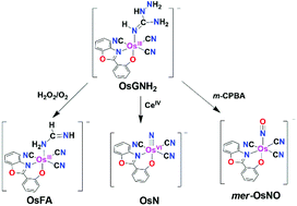 Graphical abstract: Synthesis and reactivity of an osmium(iii) aminoguanidine complex