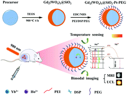 Graphical abstract: One-pot synthesis of SiO2-coated Gd2(WO4)3:Yb3+/Ho3+ nanoparticles for simultaneous multi-imaging, temperature sensing and tumor inhibition