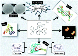 Graphical abstract: Non-mutagenic Ru(ii) complexes: cytotoxicity, topoisomerase IB inhibition, DNA and HSA binding