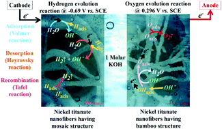 Graphical abstract: Polymorph nickel titanate nanofibers as bifunctional electrocatalysts towards hydrogen and oxygen evolution reactions