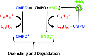 Graphical abstract: 31P NMR study of the activated radioprotection mechanism of octylphenyl-N,N-diisobutylcarbamoylmethyl phosphine oxide (CMPO) and analogues