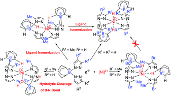 Graphical abstract: Synthesis and characterization of bis(pyrazolyl)borate Ni(ii) complexes: ligand rearrangement and transformation