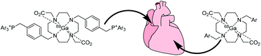 Graphical abstract: DO2A-based ligands for gallium-68 chelation: synthesis, radiochemistry and ex vivo cardiac uptake