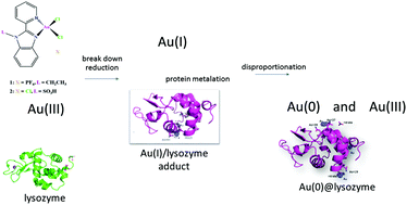 Graphical abstract: Protein-mediated disproportionation of Au(i): insights from the structures of adducts of Au(iii) compounds bearing N,N-pyridylbenzimidazole derivatives with lysozyme