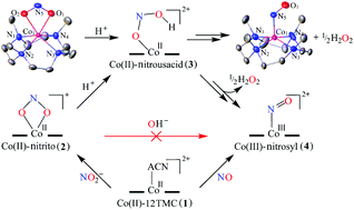 Graphical abstract: Finding a new pathway for acid-induced nitrite reduction reaction: formation of nitric oxide with hydrogen peroxide