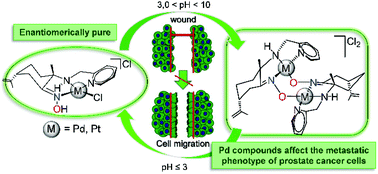 Graphical abstract: Water soluble, optically active monofunctional Pd(ii) and Pt(ii) compounds: promising adhesive and antimigratory effects on human prostate PC-3 cancer cells