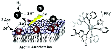 Graphical abstract: Photofunctions of iridium(iii) complexes in vesicles: long-lived excited states and visible-light sensitization for hydrogen evolution in aqueous solution