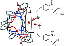 Graphical abstract: A Cu/Zn heterometallic complex with solvent-binding cavity, catalytic activity for the oxidation of 1-phenylethanol and unusual magnetic properties