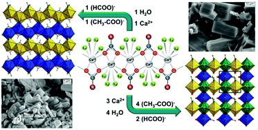 Graphical abstract: Efflorescence on calcareous objects in museums: crystallisation, phase characterisation and crystal structures of calcium acetate formate phases