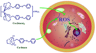 Graphical abstract: Cu(ii)-TACN complexes selectively induce antitumor activity in HepG-2 cells via DNA damage and mitochondrial-ROS-mediated apoptosis