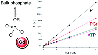 Graphical abstract: Enhancing 31P NMR relaxation rates with a kinetically inert gadolinium complex