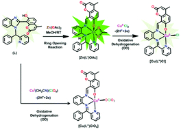 Graphical abstract: The oxidative dehydrogenation of a coumarinyl scaffold with copper ion and metal ion detection in human liver cancer cells (HepG2)