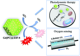 Graphical abstract: A smart nanoprobe based on a gadolinium complex encapsulated by ZIF-8 with enhanced room temperature phosphorescence for synchronous oxygen sensing and photodynamic therapy