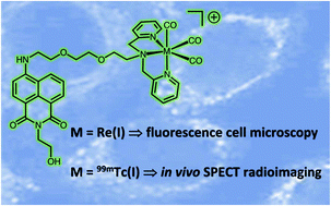 Graphical abstract: Towards dual SPECT/optical bioimaging with a mitochondrial targeting, 99mTc(i) radiolabelled 1,8-naphthalimide conjugate