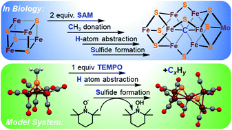 Graphical abstract: Facile hydrogen atom abstraction and sulfide formation in a methyl-thiolate capped iron–sulfur–carbonyl cluster