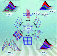 Graphical abstract: Various Cd(ii) coordination polymers induced by carboxylates: multi-functional detection of Fe3+, anions, aspartic acids and bovine serum albumin