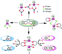 Graphical abstract: Facile synthesis of a new Cu(ii) complex with an unsymmetrical ligand and its use as an O3 donor metalloligand in the synthesis of Cu(ii)–Mn(ii) complexes: structures, magnetic properties, and catalytic oxidase activities