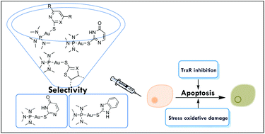 Graphical abstract: New selective thiolate gold(i) complexes inhibit the proliferation of different human cancer cells and induce apoptosis in primary cultures of mouse colon tumors