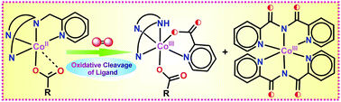 Graphical abstract: Oxidative C–N bond cleavage of (2-pyridylmethyl)amine-based tetradentate supporting ligands in ternary cobalt(ii)–carboxylate complexes