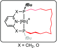 Graphical abstract: Synthesis and rhodium complexes of macrocyclic PNP and PONOP pincer ligands