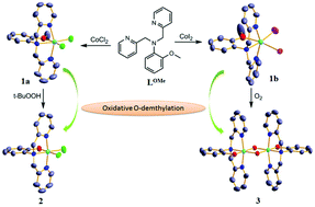 Graphical abstract: Coligand modulated oxidative O-demethylation of a methyl ether appended tetradentate N-ligand in Co(ii) complexes
