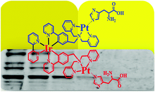 Graphical abstract: A cyclometalated trinuclear Ir(iii)/Pt(ii) complex as a luminescent probe for histidine-rich proteins