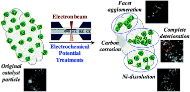 Graphical abstract: Real-time imaging of activation and degradation of carbon supported octahedral Pt–Ni alloy fuel cell catalysts at the nanoscale using in situ electrochemical liquid cell STEM
