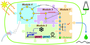 Graphical abstract: Modular engineering for efficient photosynthetic biosynthesis of 1-butanol from CO2 in cyanobacteria