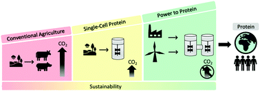 Graphical abstract: Power-to-protein: converting renewable electric power and carbon dioxide into single cell protein with a two-stage bioprocess