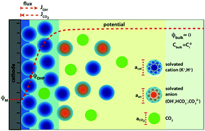 Graphical abstract: Modeling the electrical double layer to understand the reaction environment in a CO2 electrocatalytic system