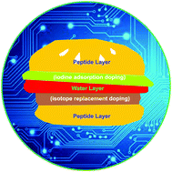 Graphical abstract: Accelerated charge transfer in water-layered peptide assemblies