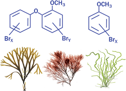 Graphical abstract: Bromoanisoles and methoxylated bromodiphenyl ethers in macroalgae from Nordic coastal regions