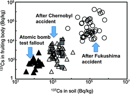 Graphical abstract: Role of filamentous fungi in migration of radioactive cesium in the Fukushima forest soil environment