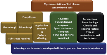 Graphical abstract: Mycoremediation of petroleum contaminated soils: progress, prospects and perspectives
